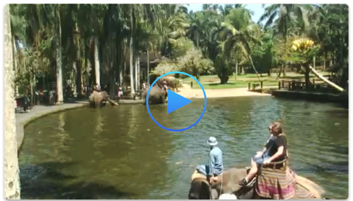 Веб-камера города Убуд. Парк слонов (Elephant Safari Park)
